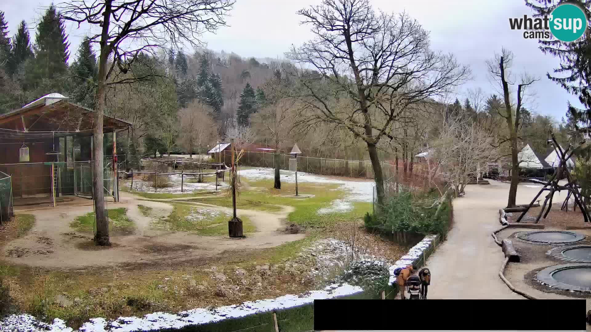 Webcam Zoo Ljubljana – Giraffes