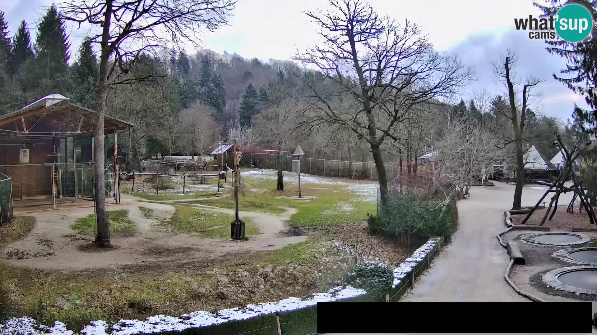 Webcam Zoo Ljubljana – Giraffes