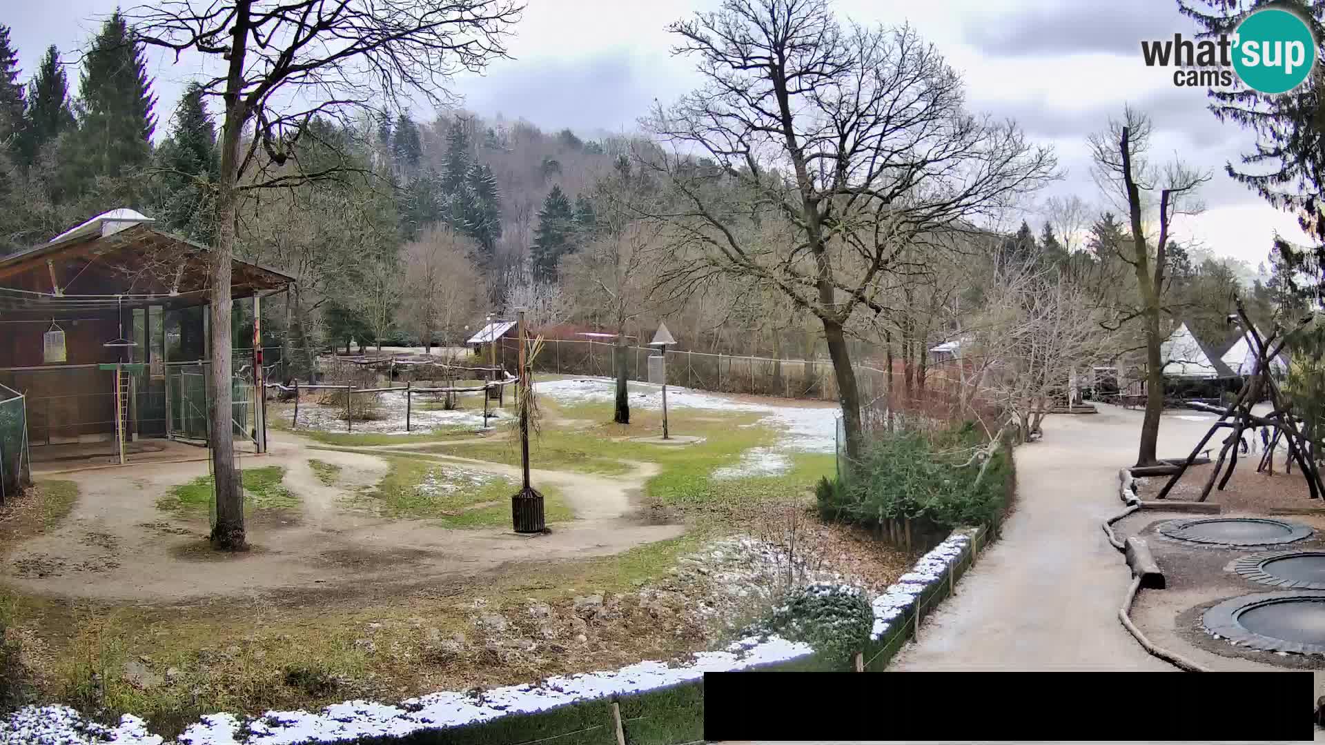 Webcam live Zoo Lubiana – Giraffe