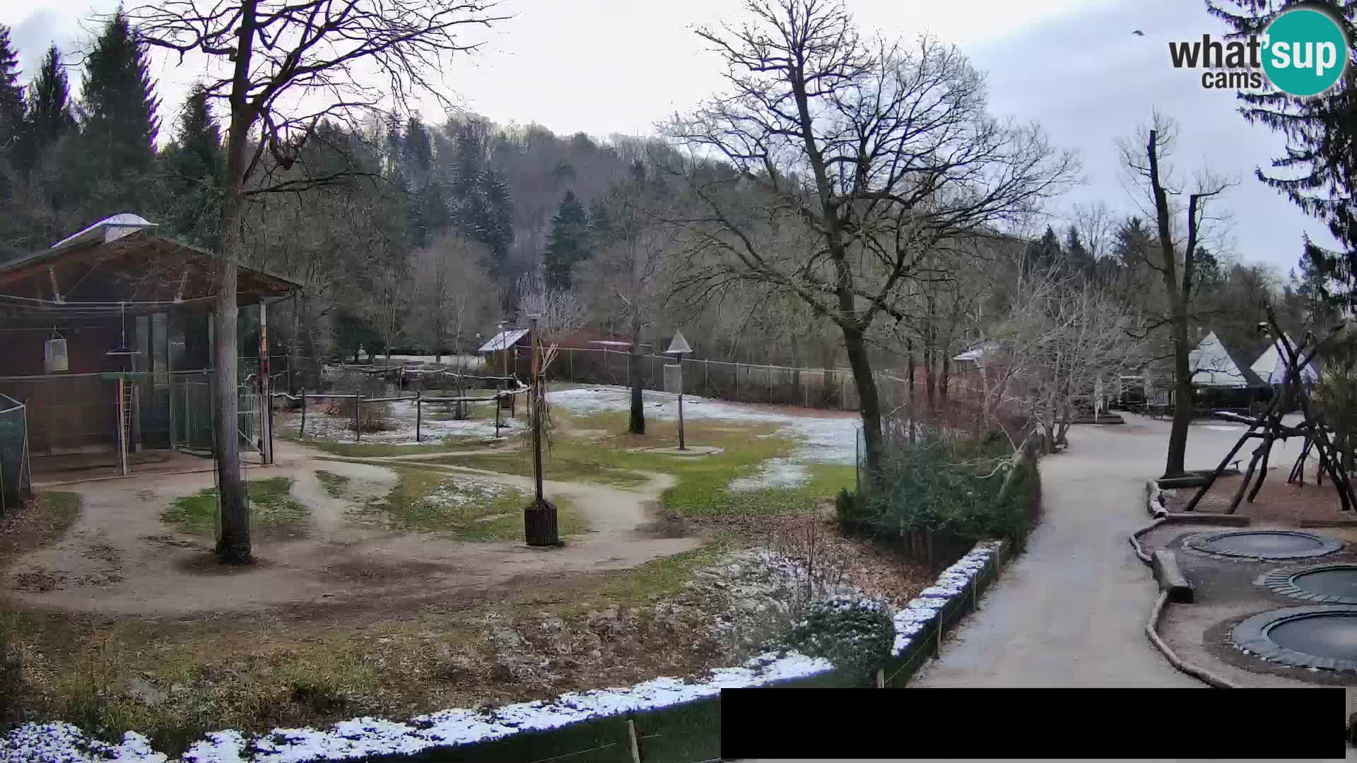 Webcam live Zoo Lubiana – Giraffe