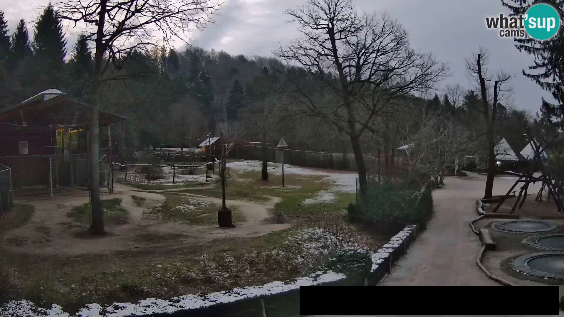 Webcam Zoo Ljubljana – Giraffes