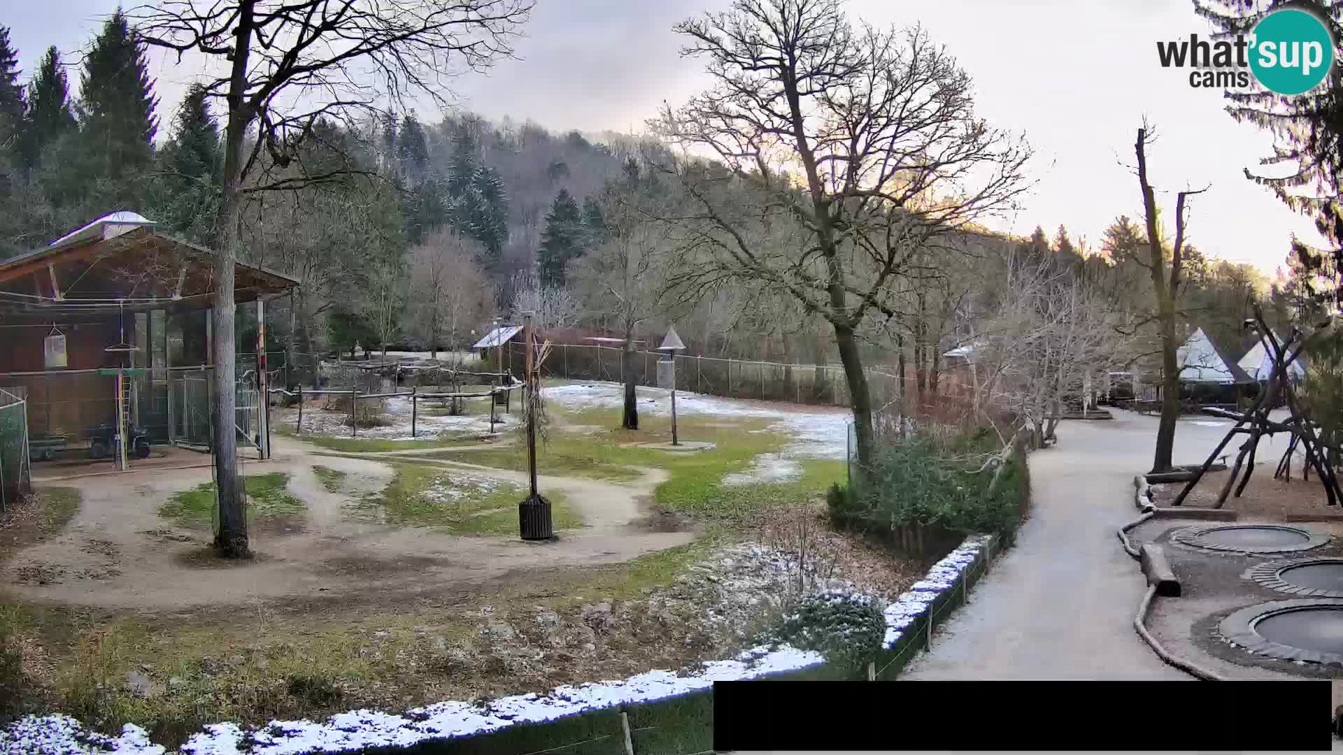 Webcam Zoo Ljubljana – Giraffes