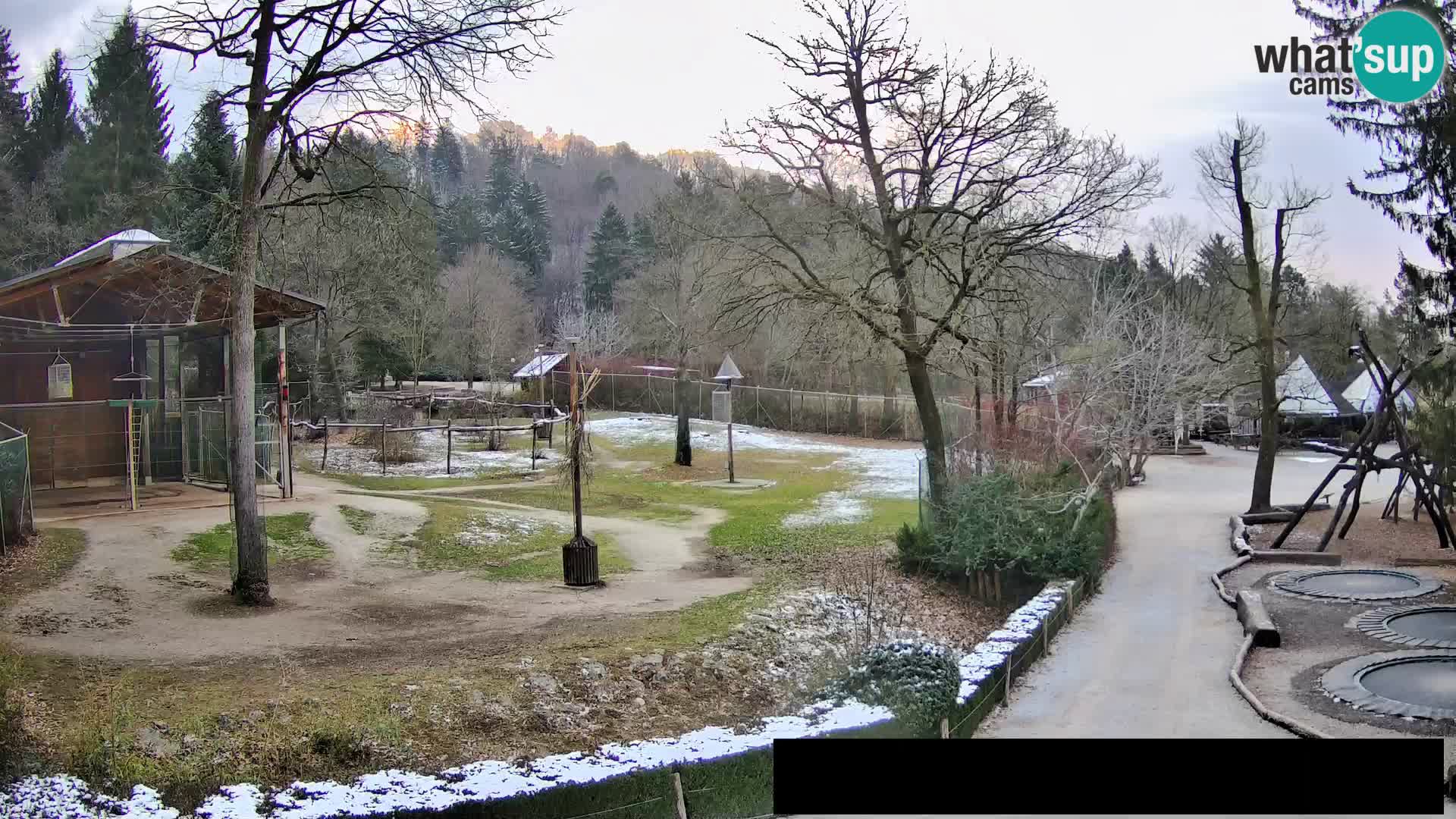 Webcam Zoo Ljubljana – Giraffen