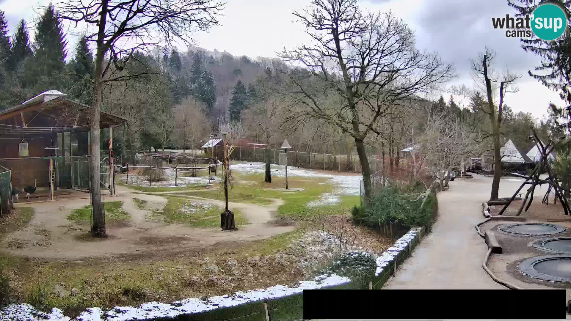 Webcam Zoo Ljubljana – Giraffes