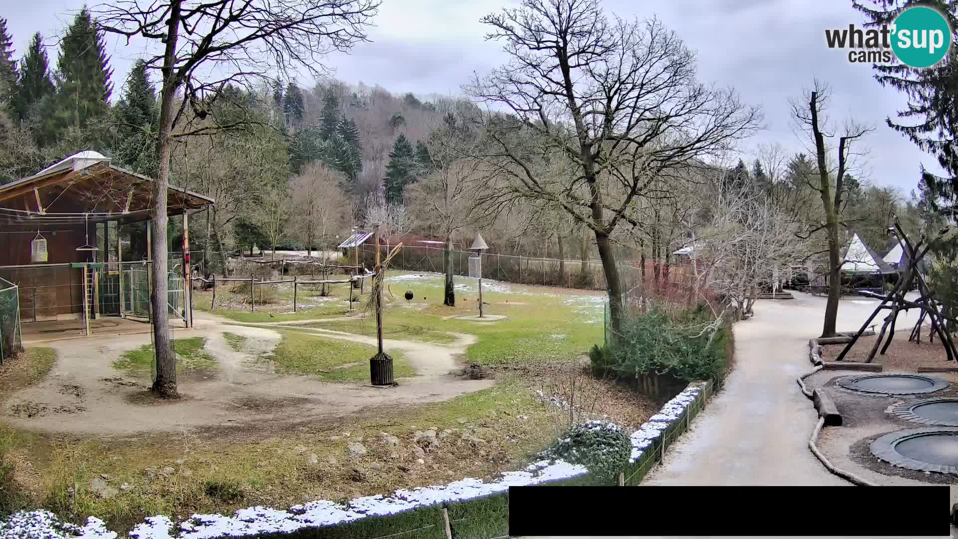 Webcam Zoo Ljubljana – Jirafas