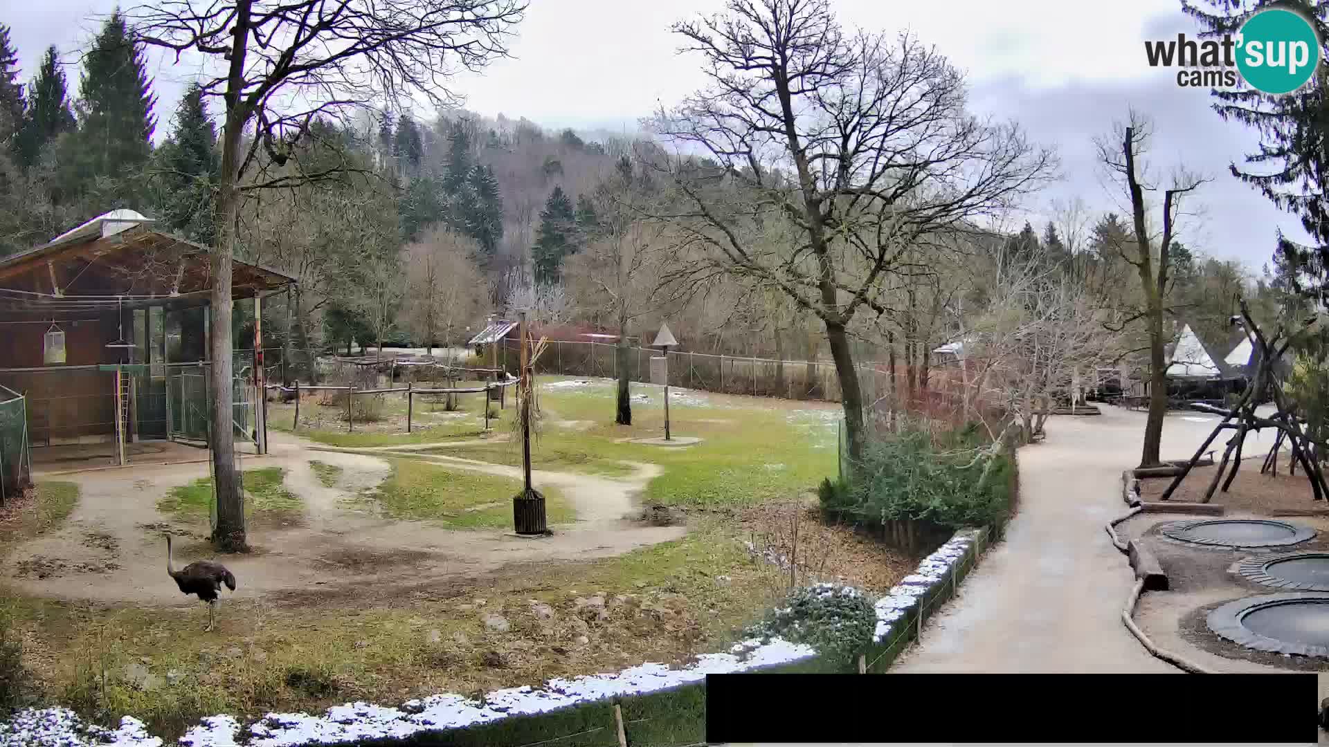 Webcam Zoo Ljubljana – Giraffes