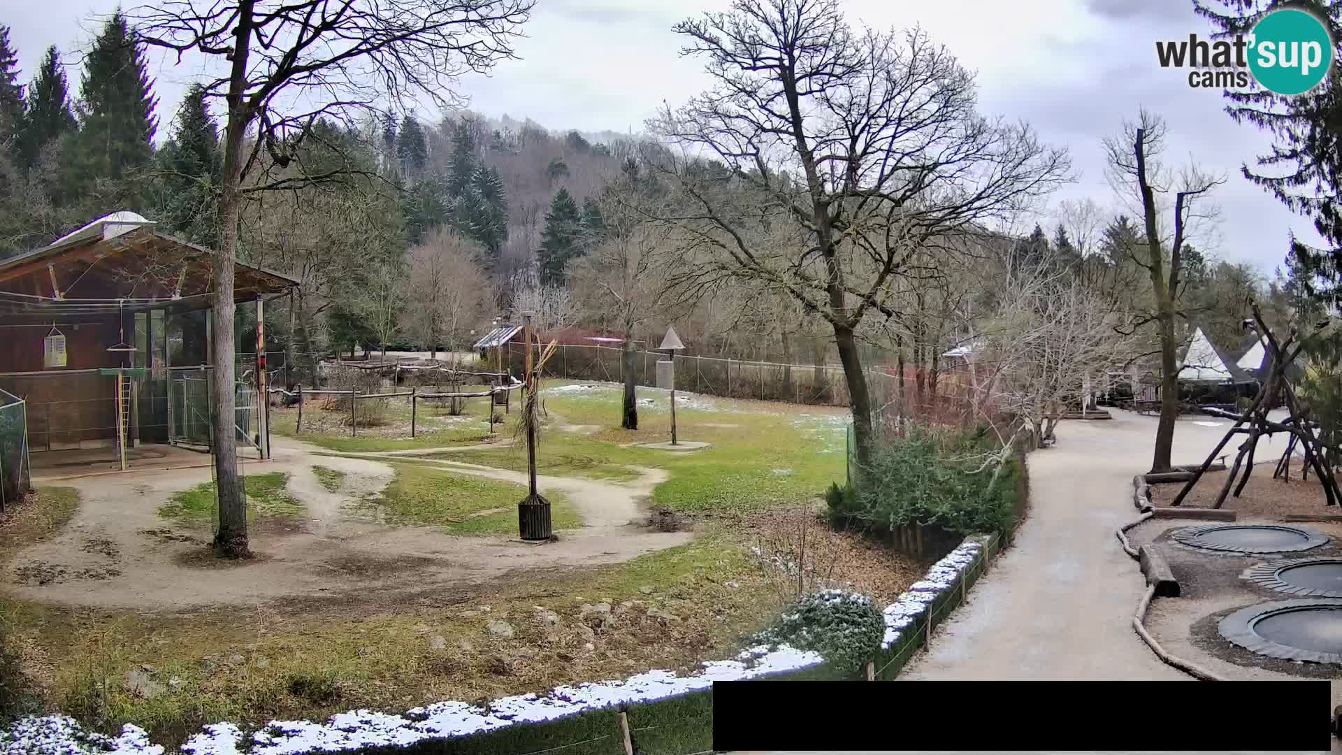 Webcam Zoo Ljubljana – Giraffes