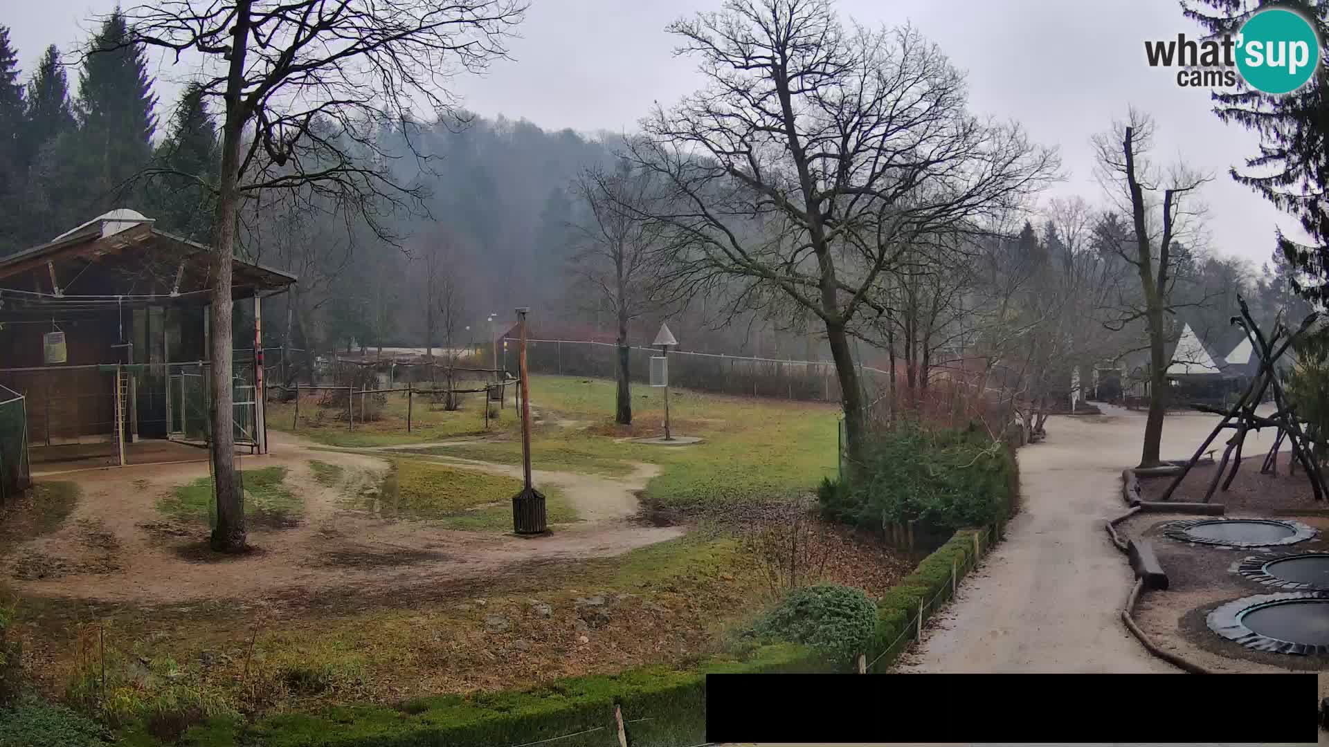 Webcam Zoo Ljubljana – Giraffes