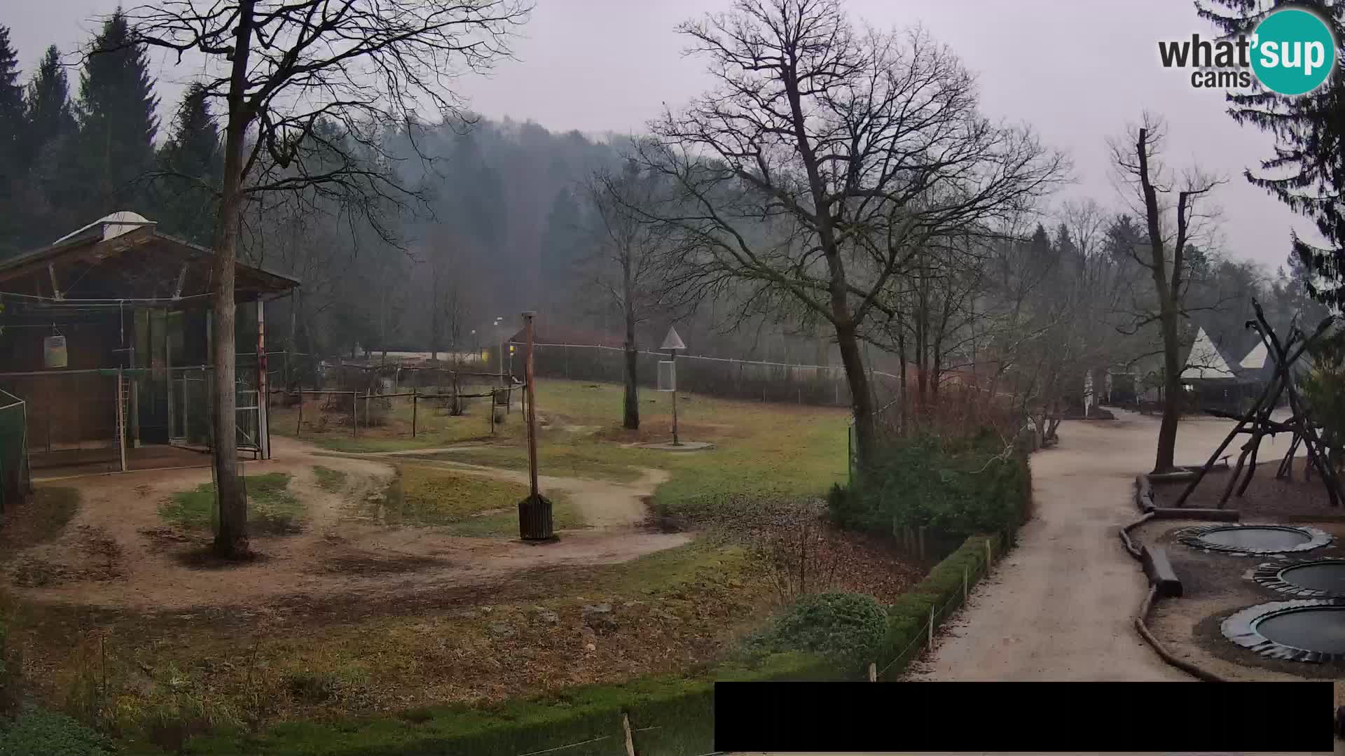 Webcam Zoo Ljubljana – Giraffes