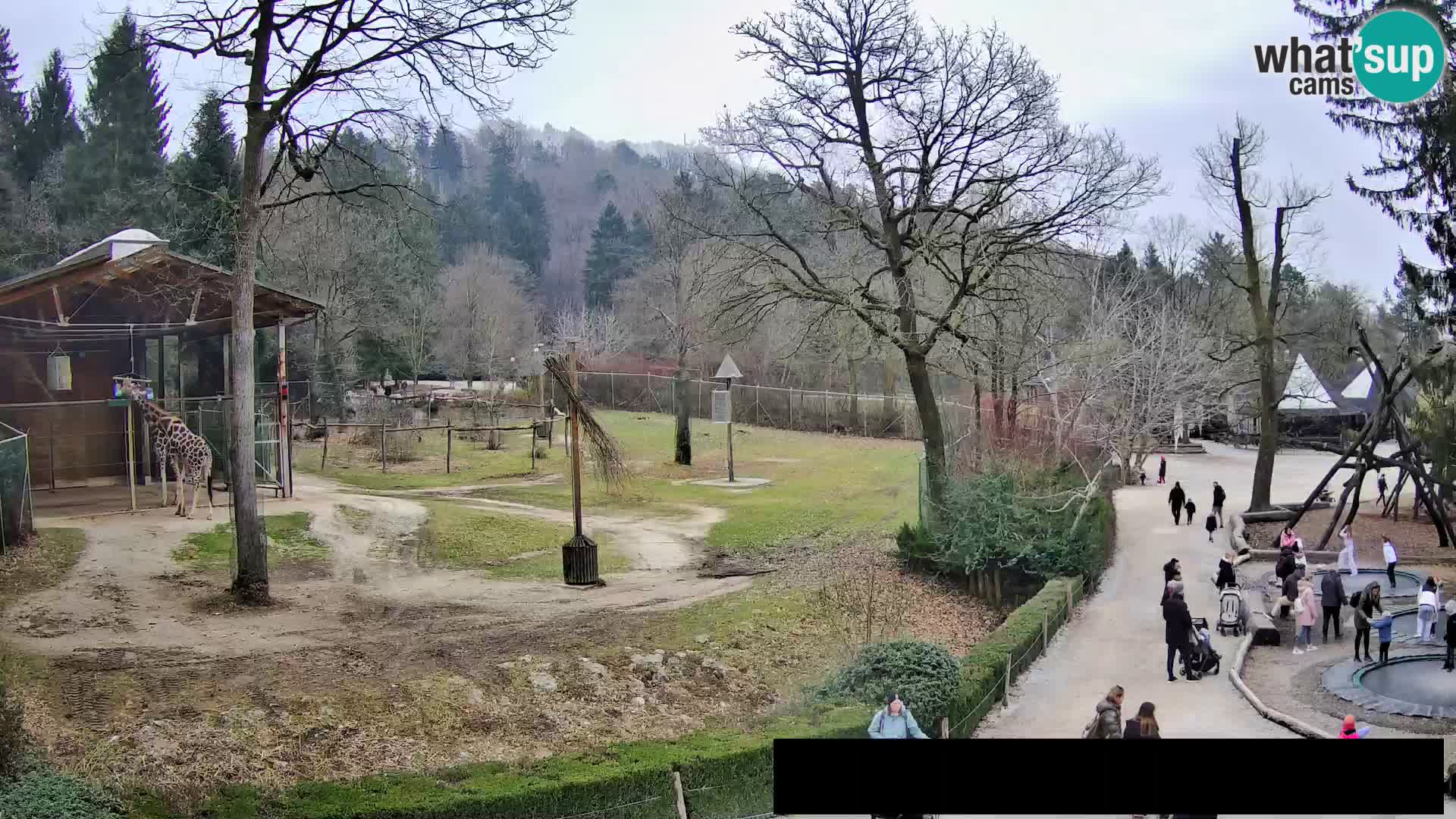 Webcam Zoo Ljubljana – Jirafas