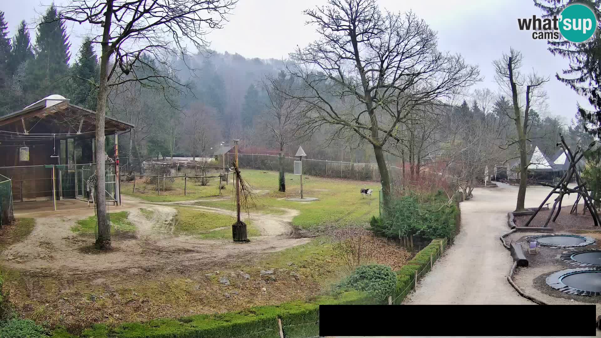 Webcam Zoo Ljubljana – Giraffen