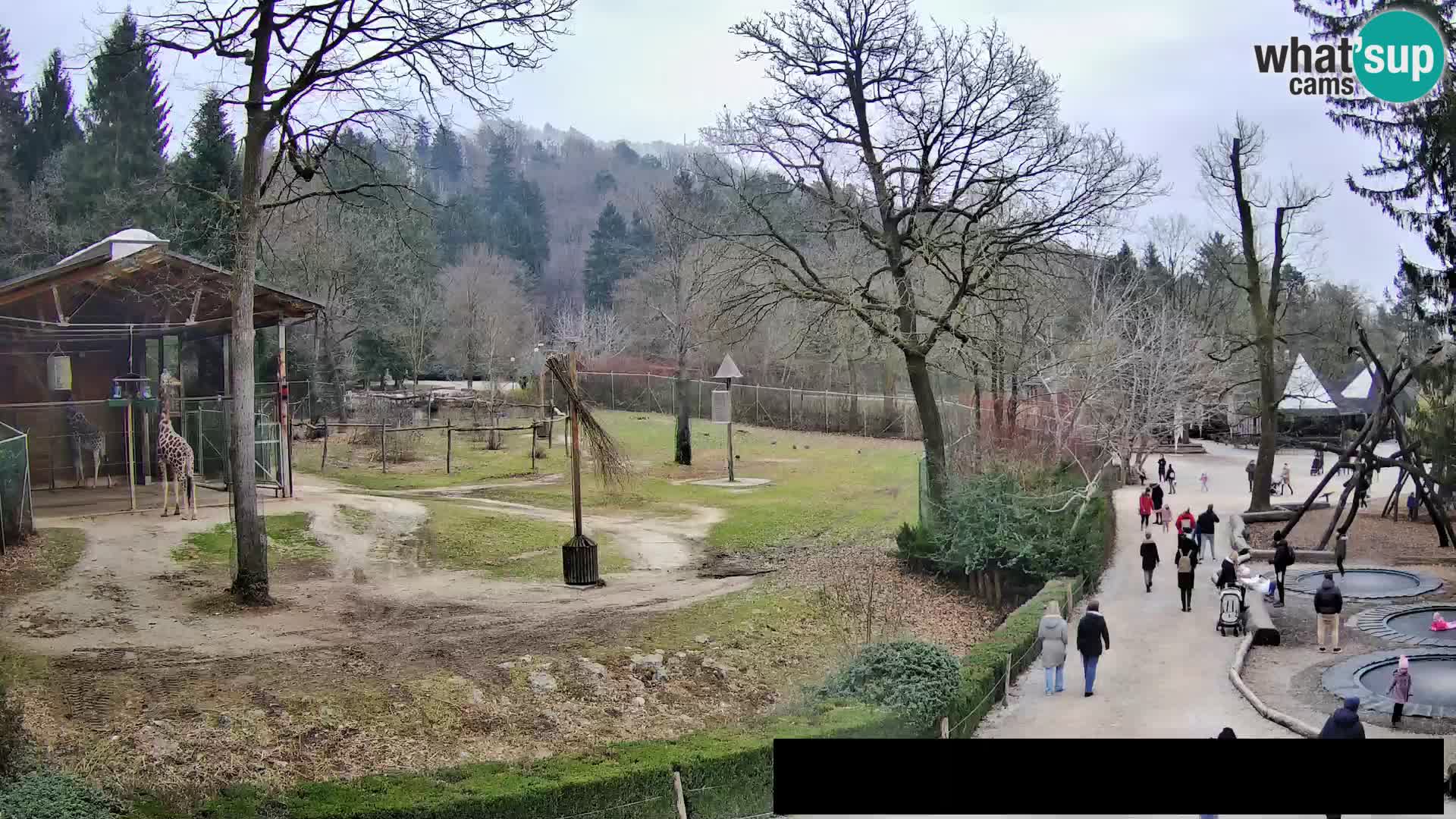 Webcam Zoo Ljubljana – Jirafas