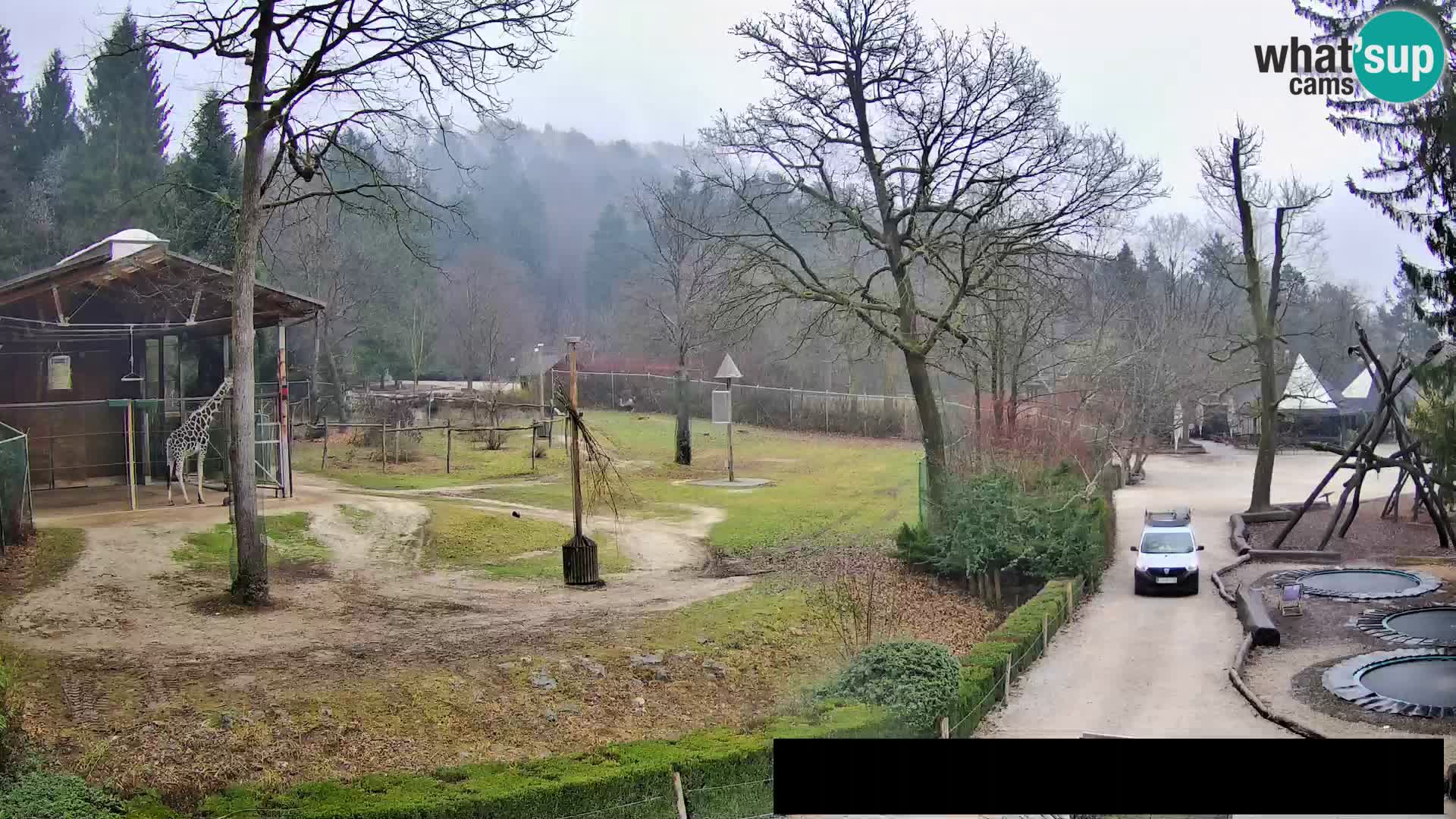 Webcam Zoo Ljubljana – Giraffes