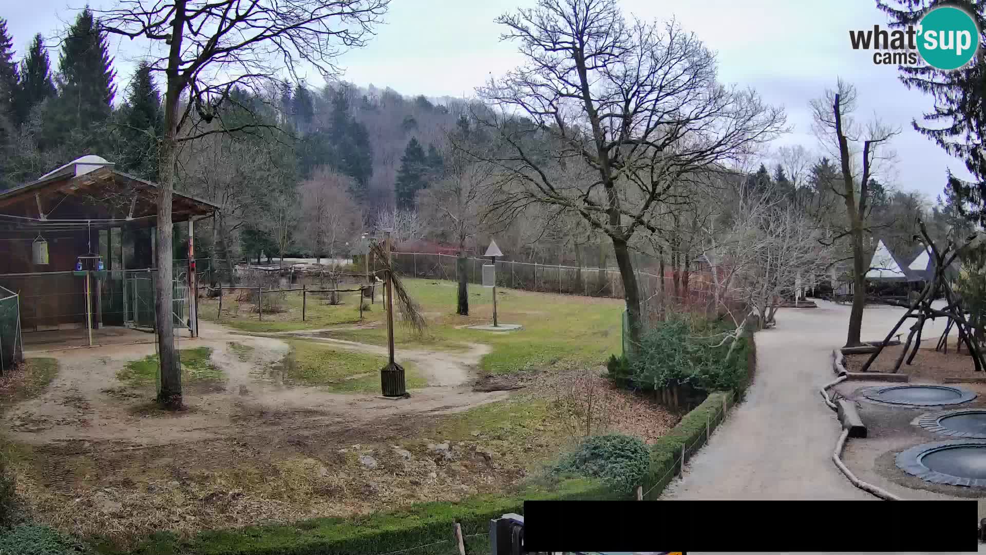 Webcam Zoo Ljubljana – Giraffen