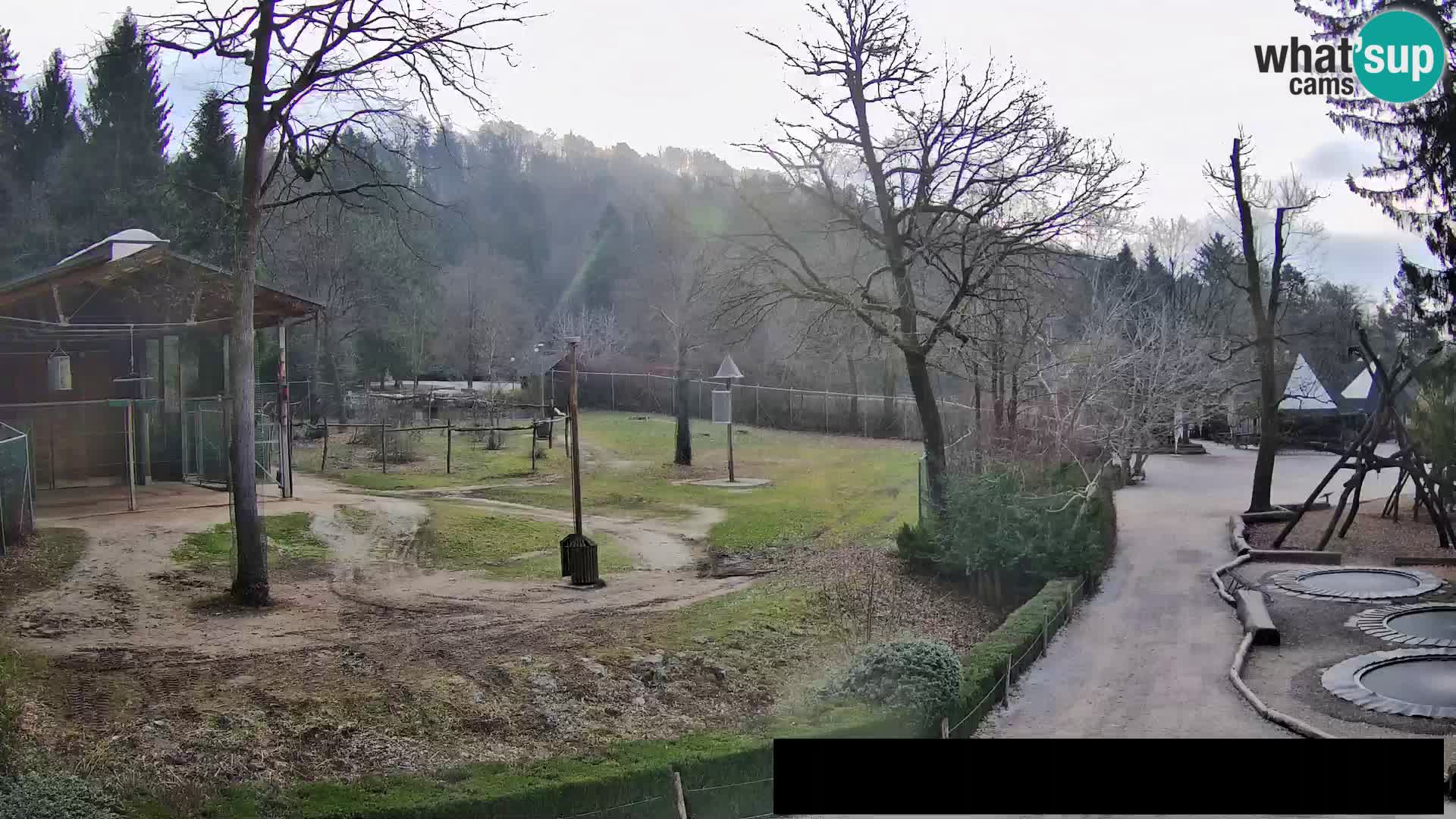 Webcam live Zoo Lubiana – Giraffe