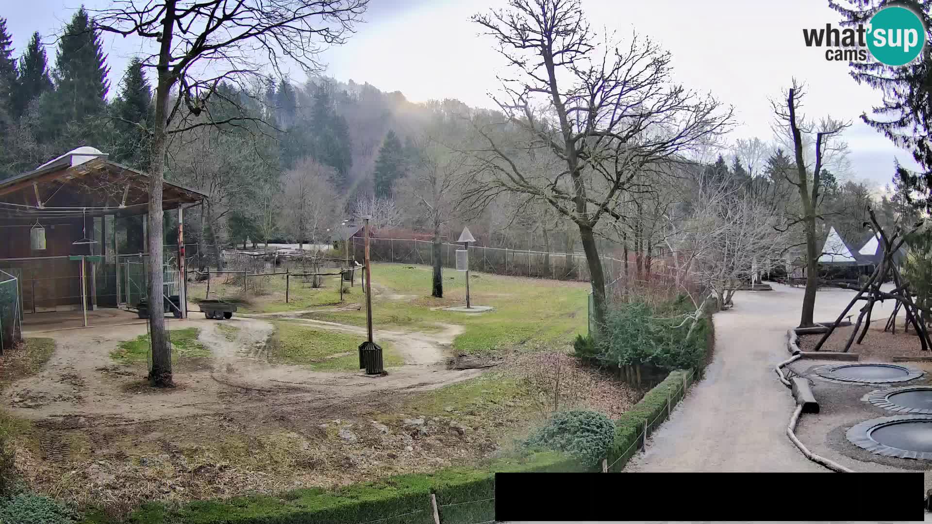 Webcam live Zoo Lubiana – Giraffe