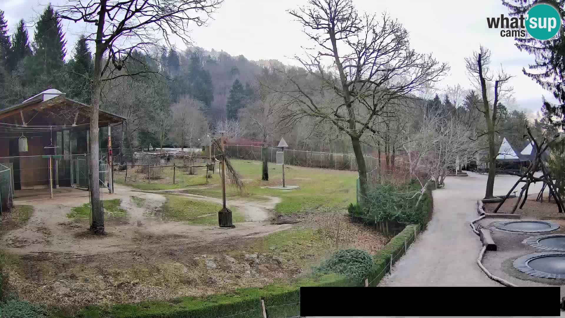 Webcam live Zoo Lubiana – Giraffe