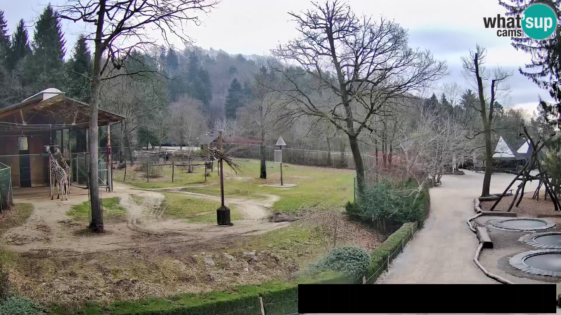 Webcam live Zoo Lubiana – Giraffe