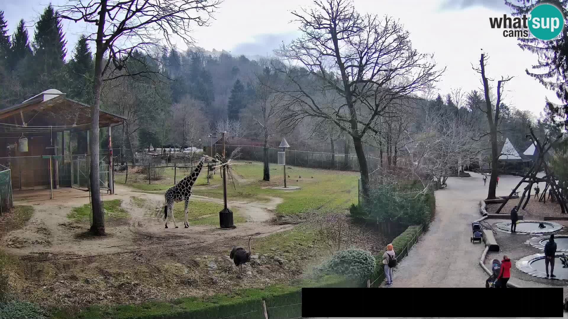 Webcam live Zoo Lubiana – Giraffe