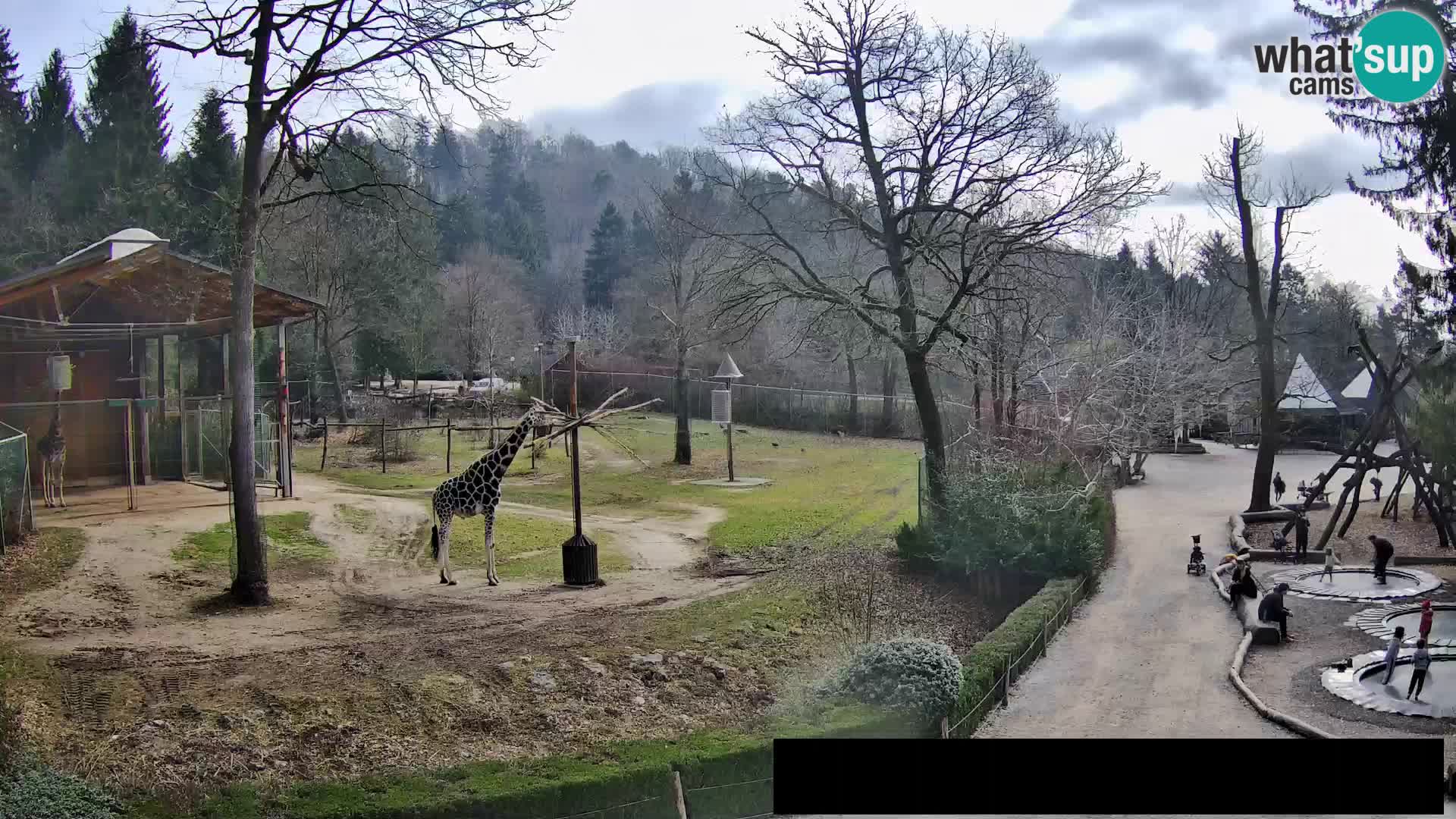 Webcam Zoo Ljubljana – Giraffes