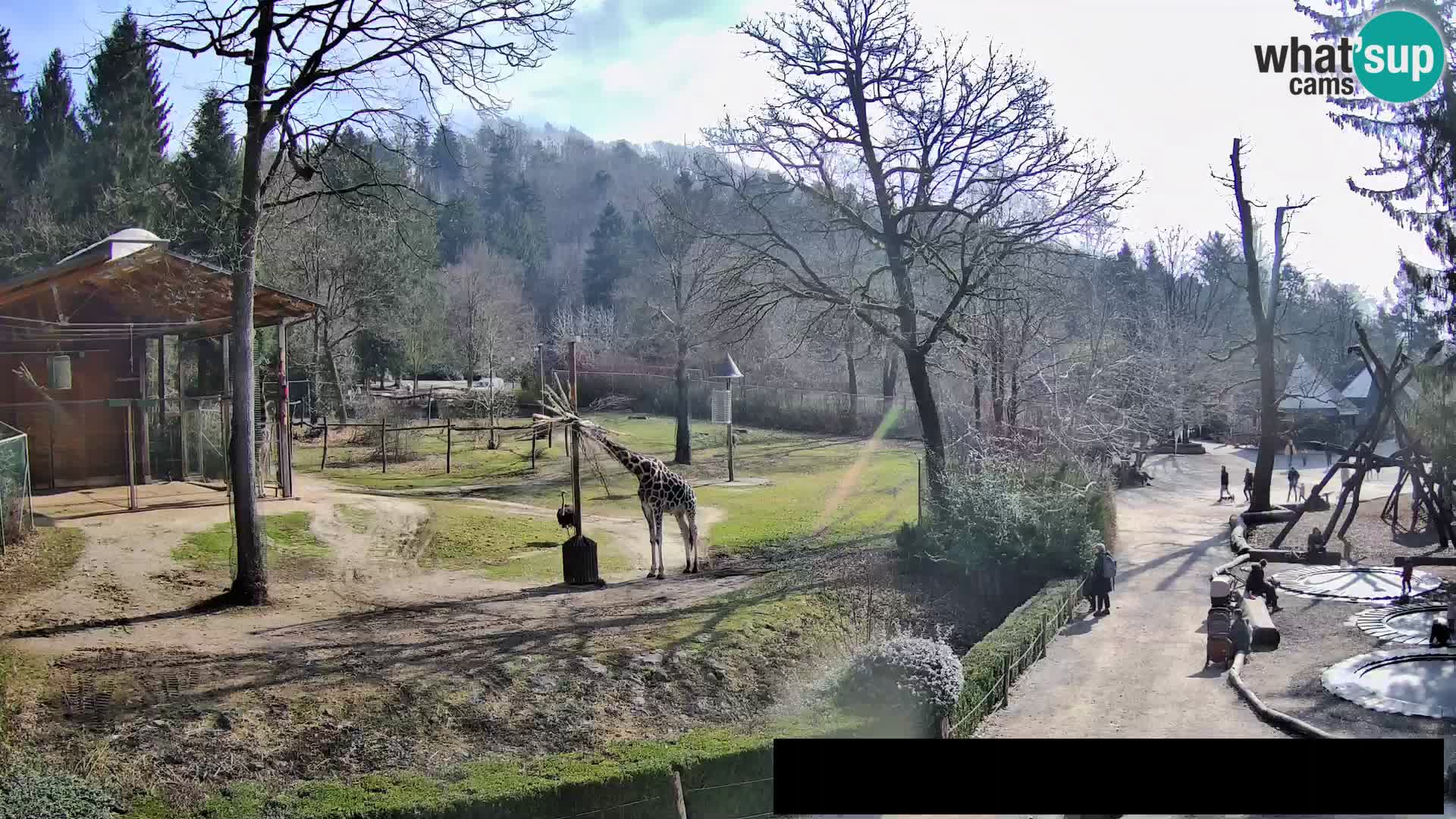 Webcam live Zoo Lubiana – Giraffe