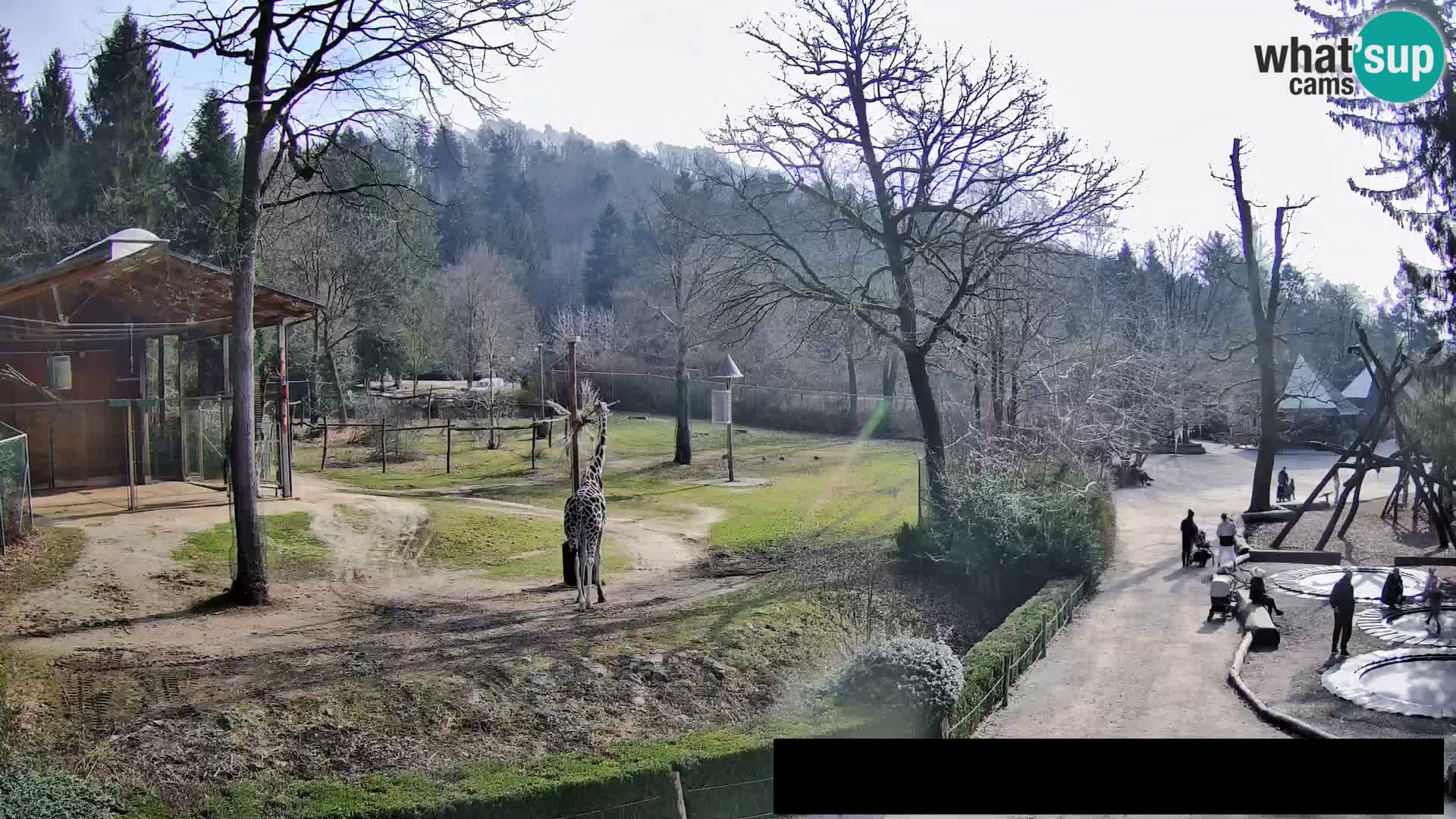 Webcam Zoo Ljubljana – Giraffes