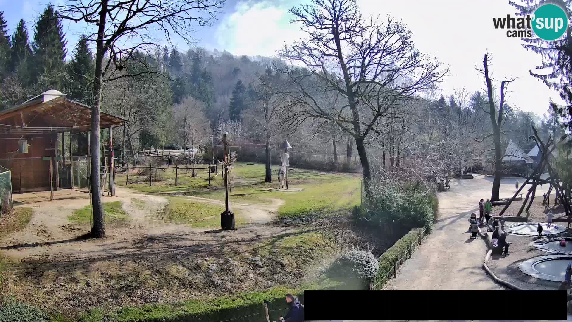 Webcam live Zoo Lubiana – Giraffe