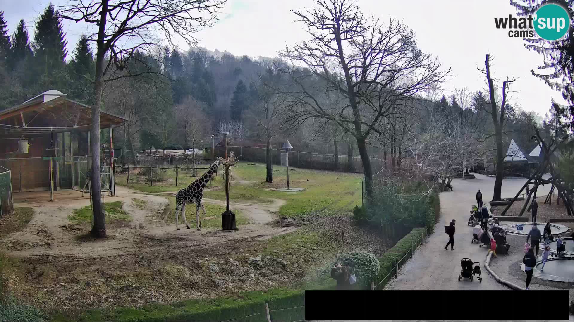 Webcam live Zoo Lubiana – Giraffe