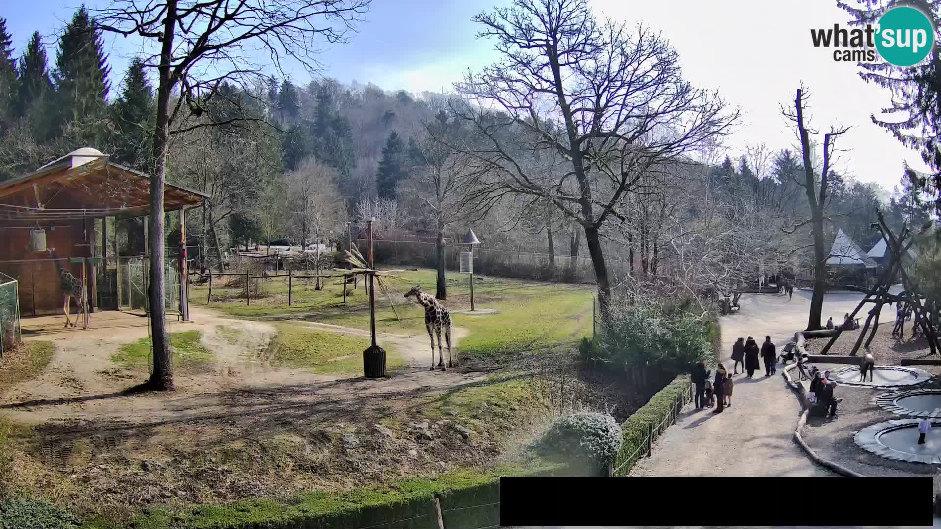 Webcam live Zoo Lubiana – Giraffe