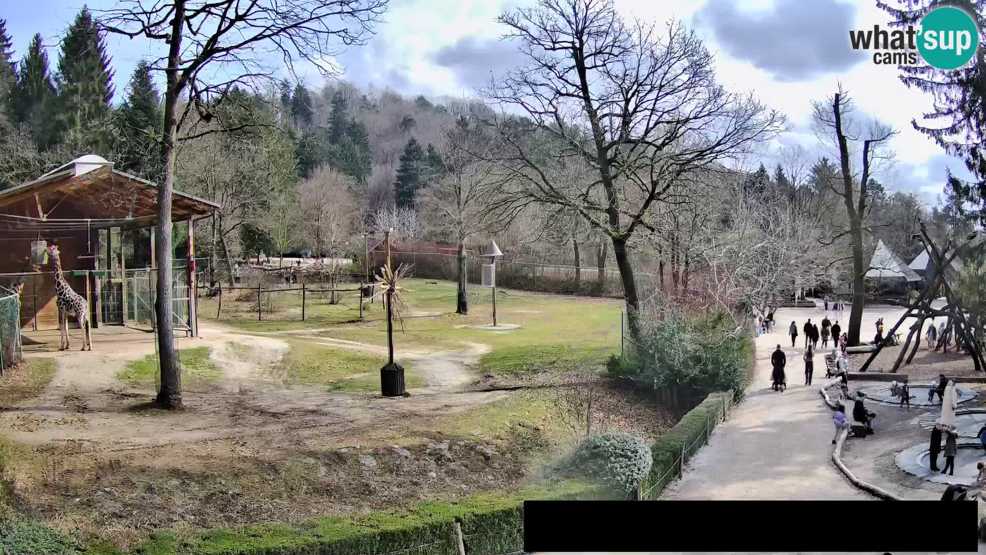 Webcam Zoo Ljubljana – Giraffes