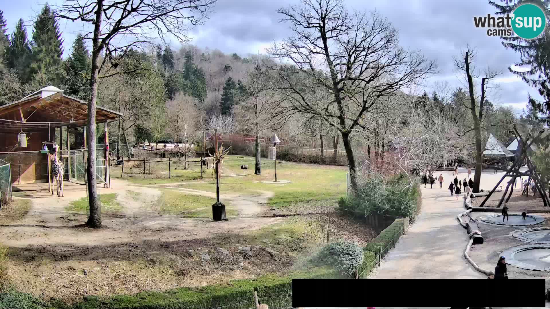 Webcam Zoo Ljubljana – Giraffes