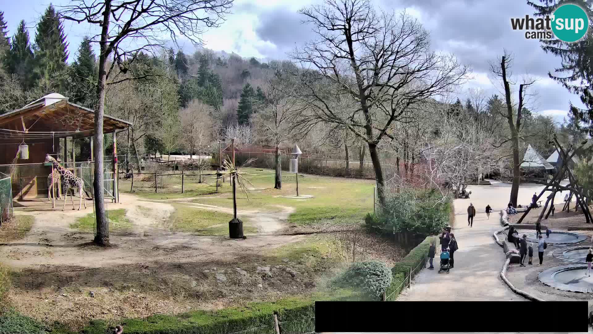 Webcam Zoo Ljubljana – Giraffes