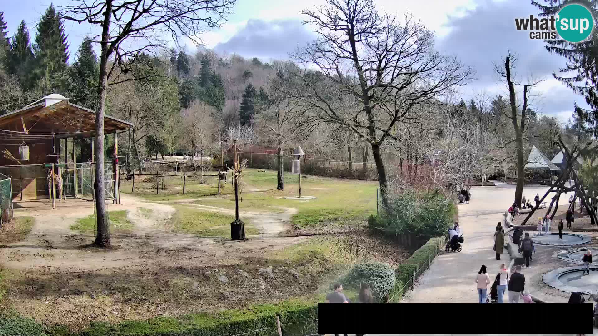 Webcam Zoo Ljubljana – Giraffes