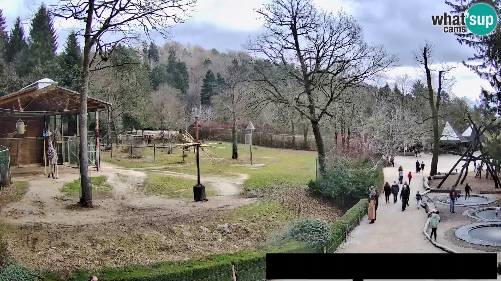 Webcam Zoo Ljubljana – Giraffen