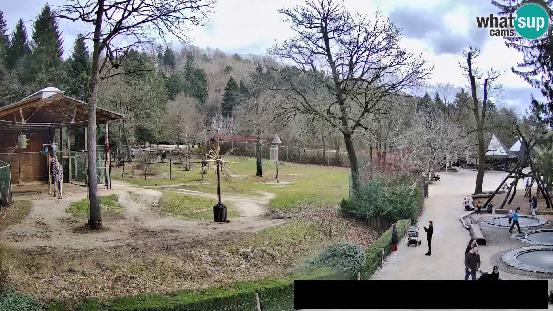 Webcam Zoo Ljubljana – Giraffen