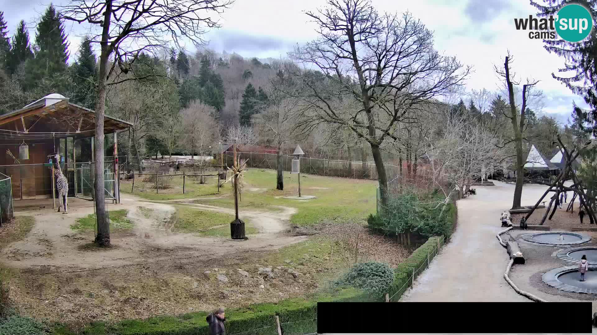 Webcam Zoo Ljubljana – Giraffes