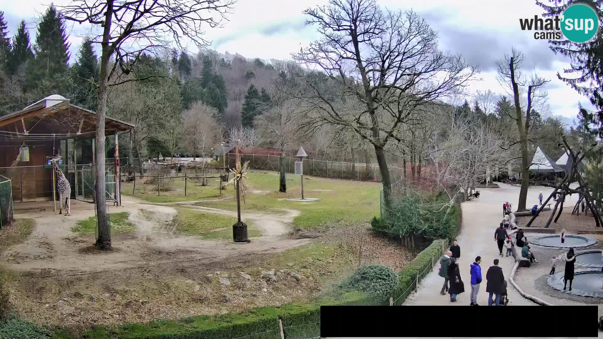 Webcam Zoo Ljubljana – Giraffes