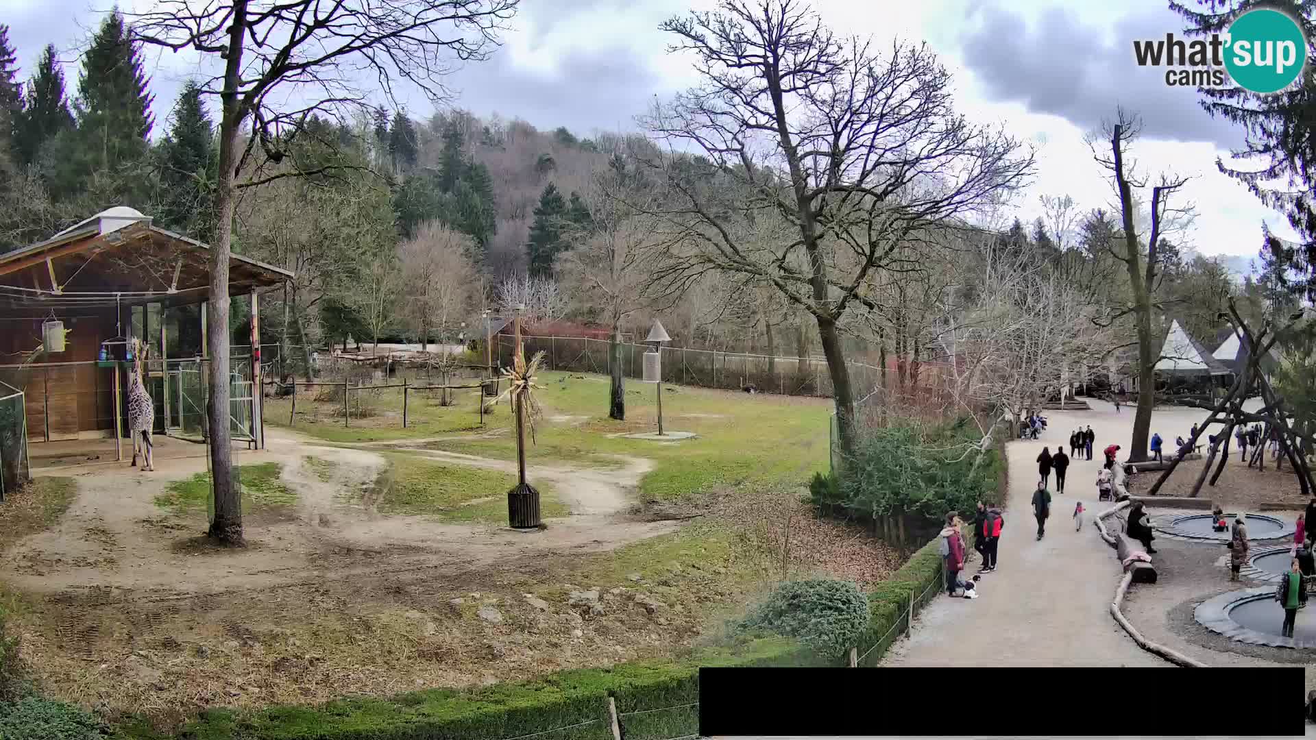 Webcam Zoo Ljubljana – Giraffes