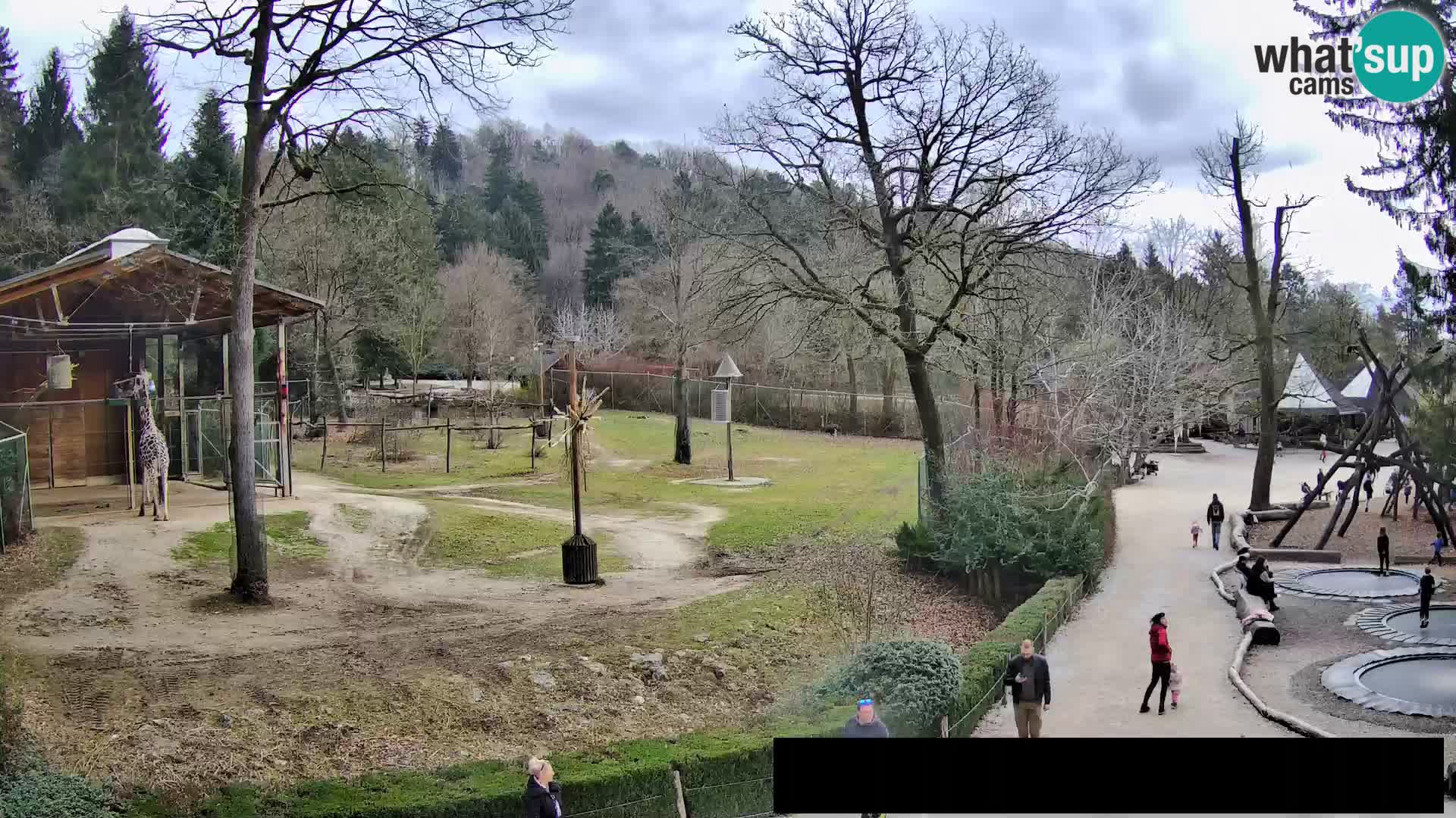 Webcam Zoo Ljubljana – Giraffes