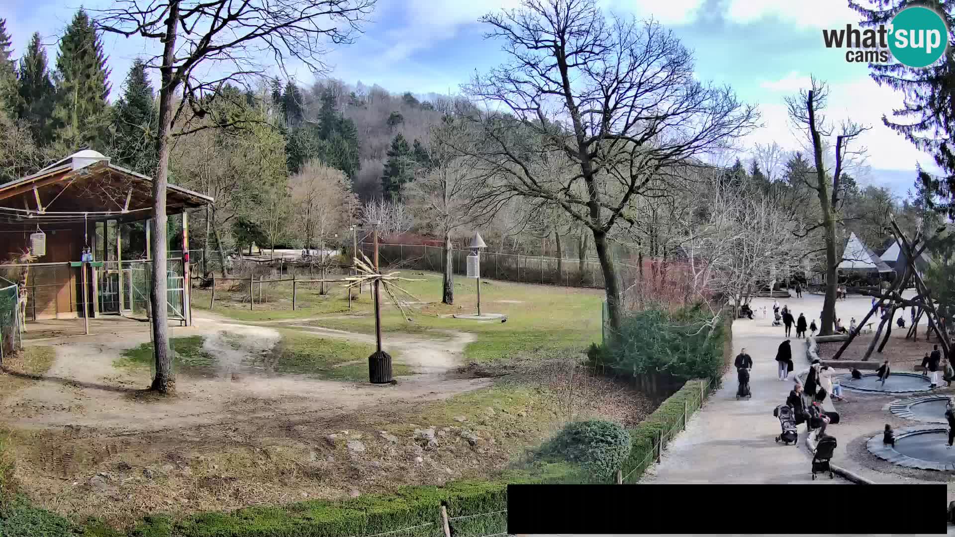 Webcam live Zoo Lubiana – Giraffe