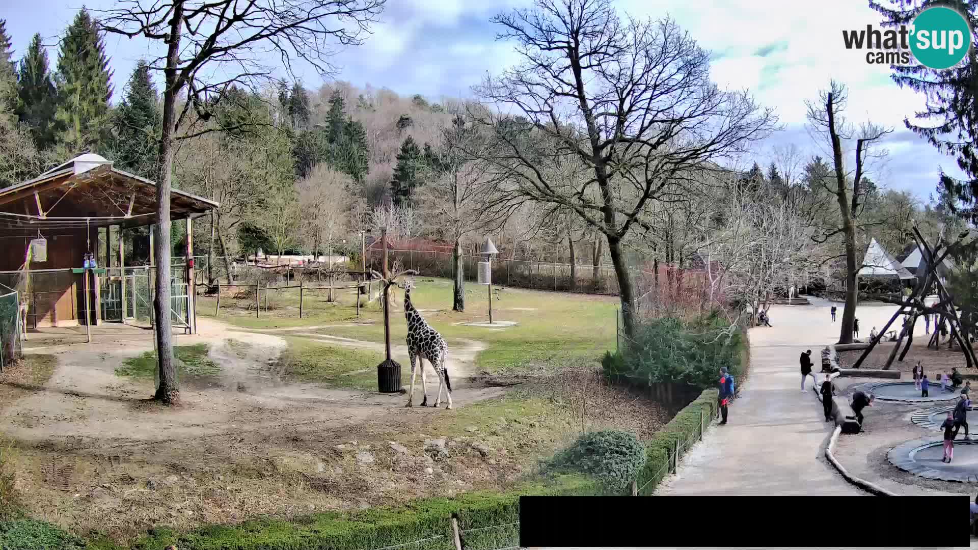 Webcam Zoo Ljubljana – Giraffes