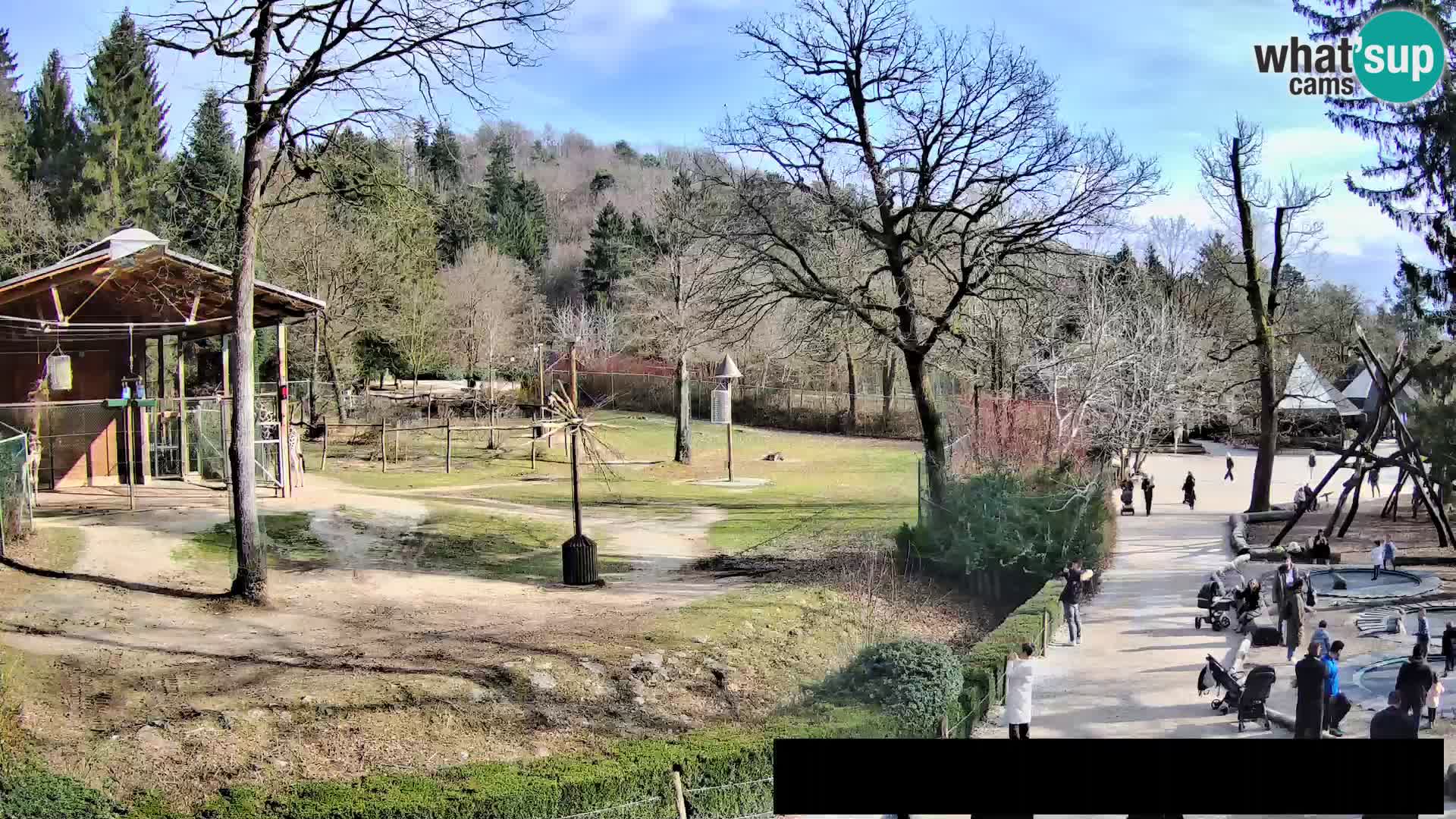 Webcam live Zoo Lubiana – Giraffe