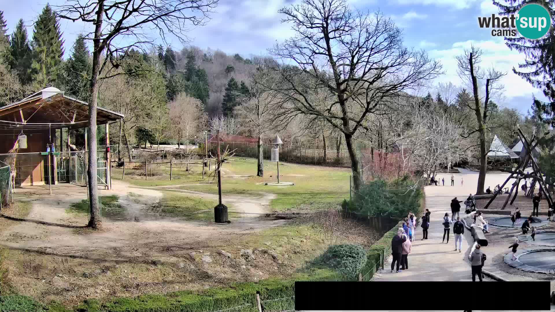 Webcam Zoo Ljubljana – Giraffes