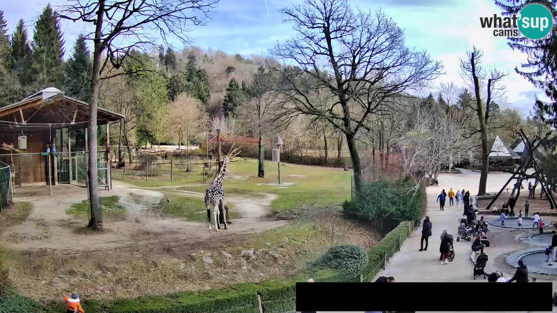 Webcam Zoo Ljubljana – Giraffen