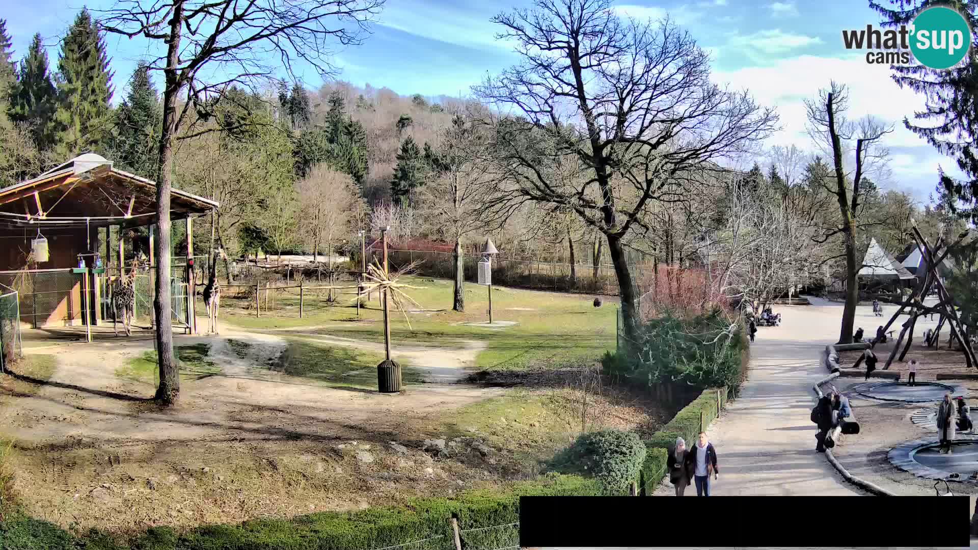 Webcam live Zoo Lubiana – Giraffe