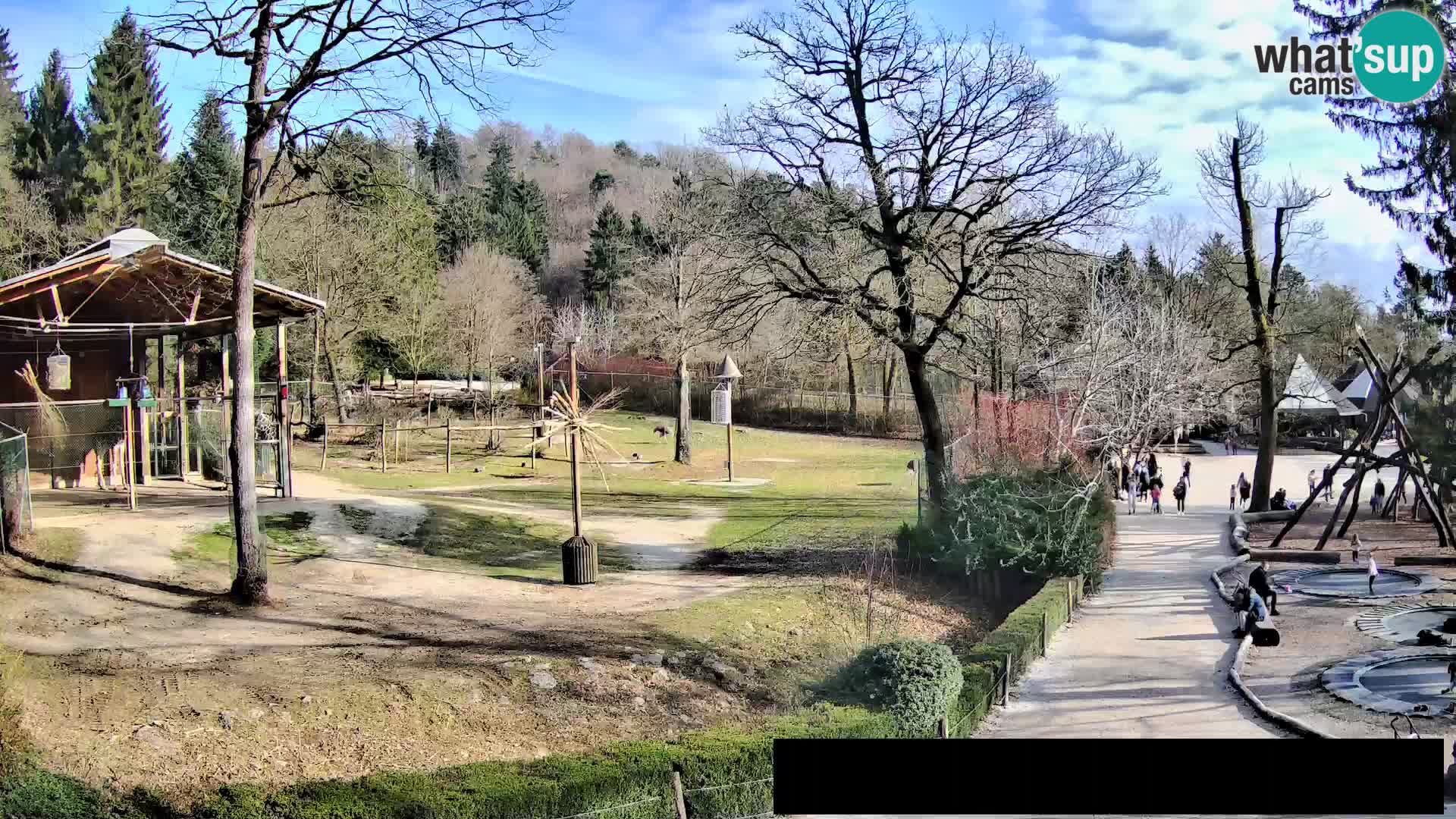 Webcam Zoo Ljubljana – Giraffes