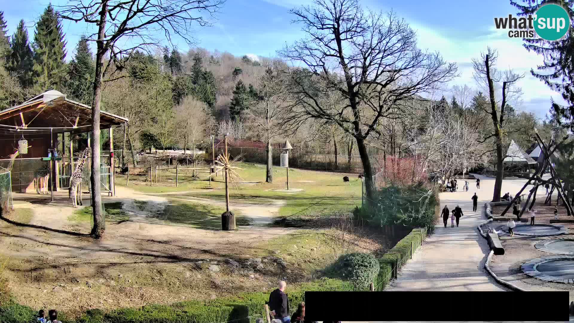 Webcam live Zoo Lubiana – Giraffe