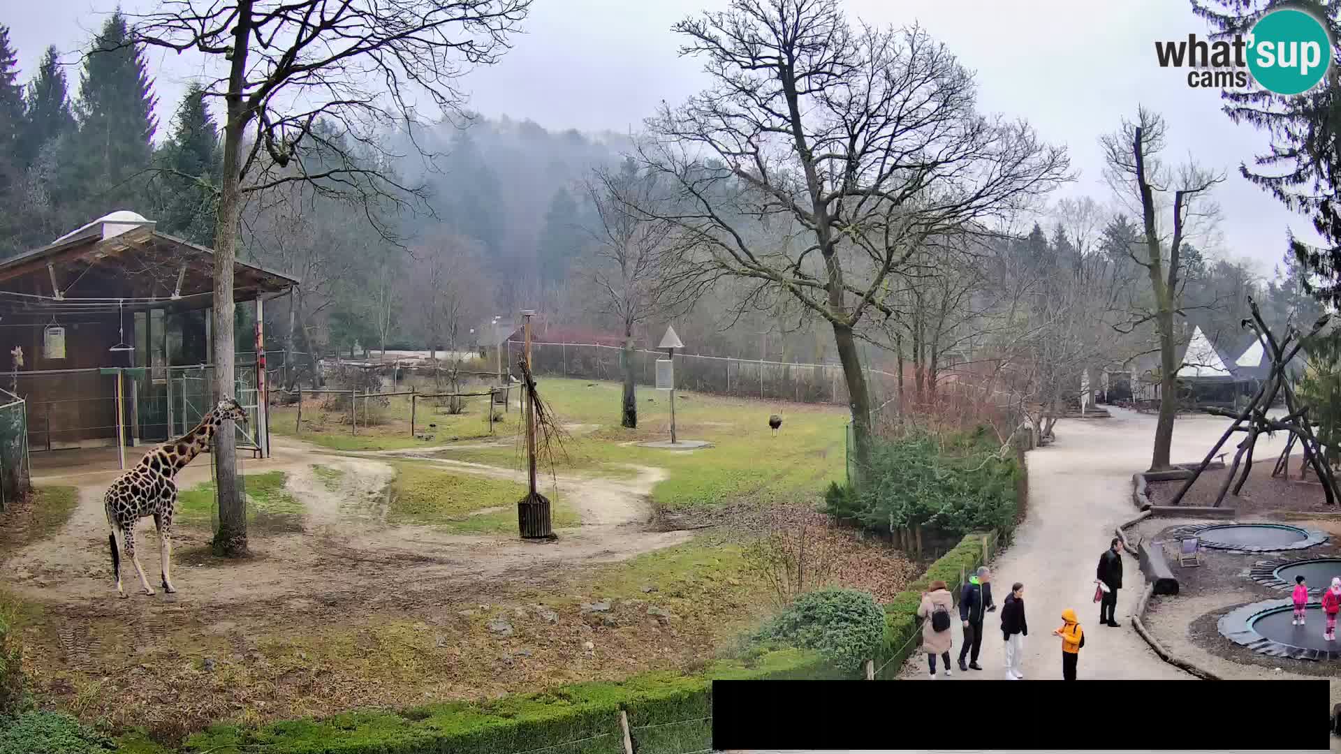 Webcam Zoo Ljubljana – Giraffes