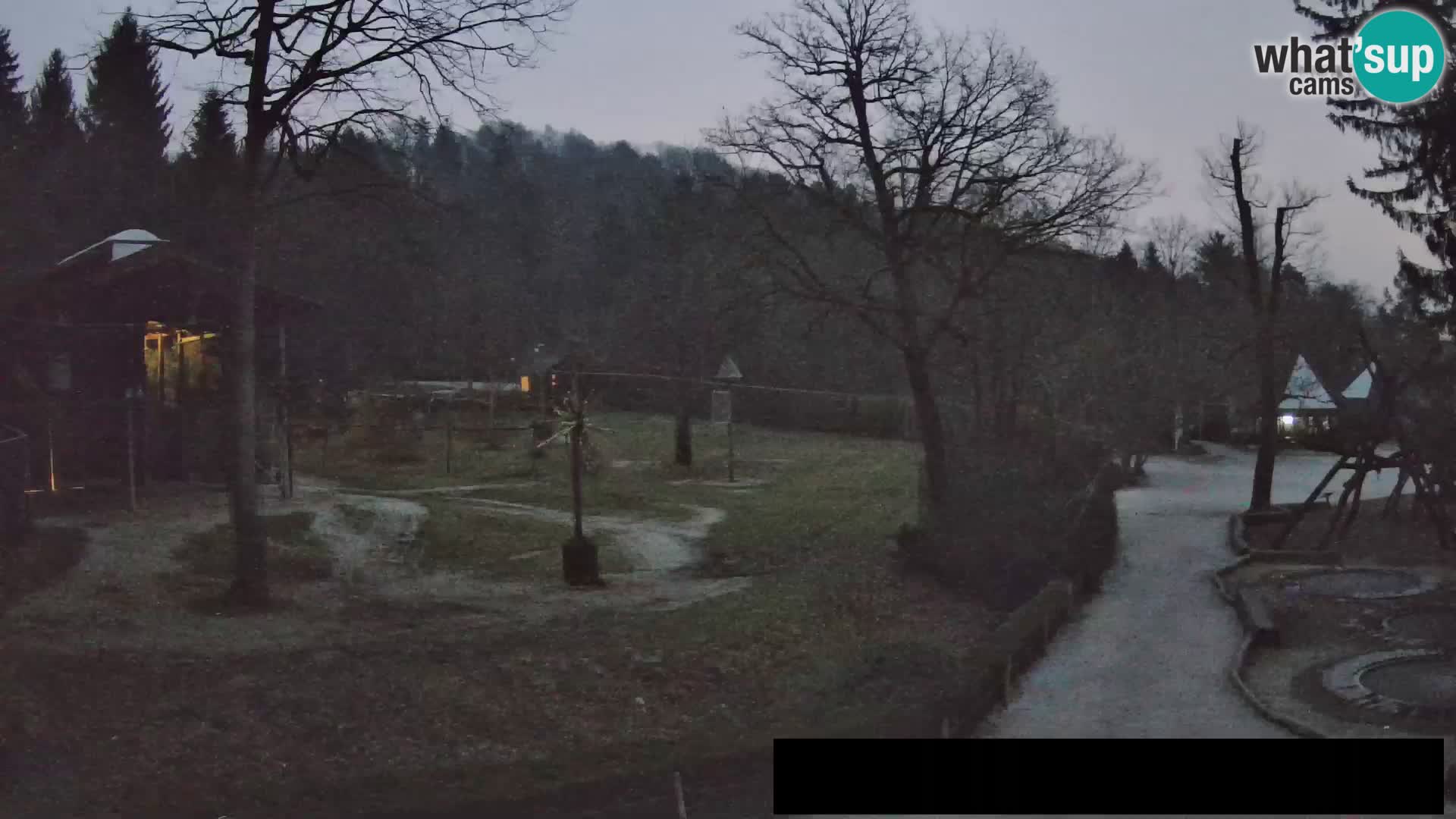 Webcam Zoo Ljubljana – Giraffes