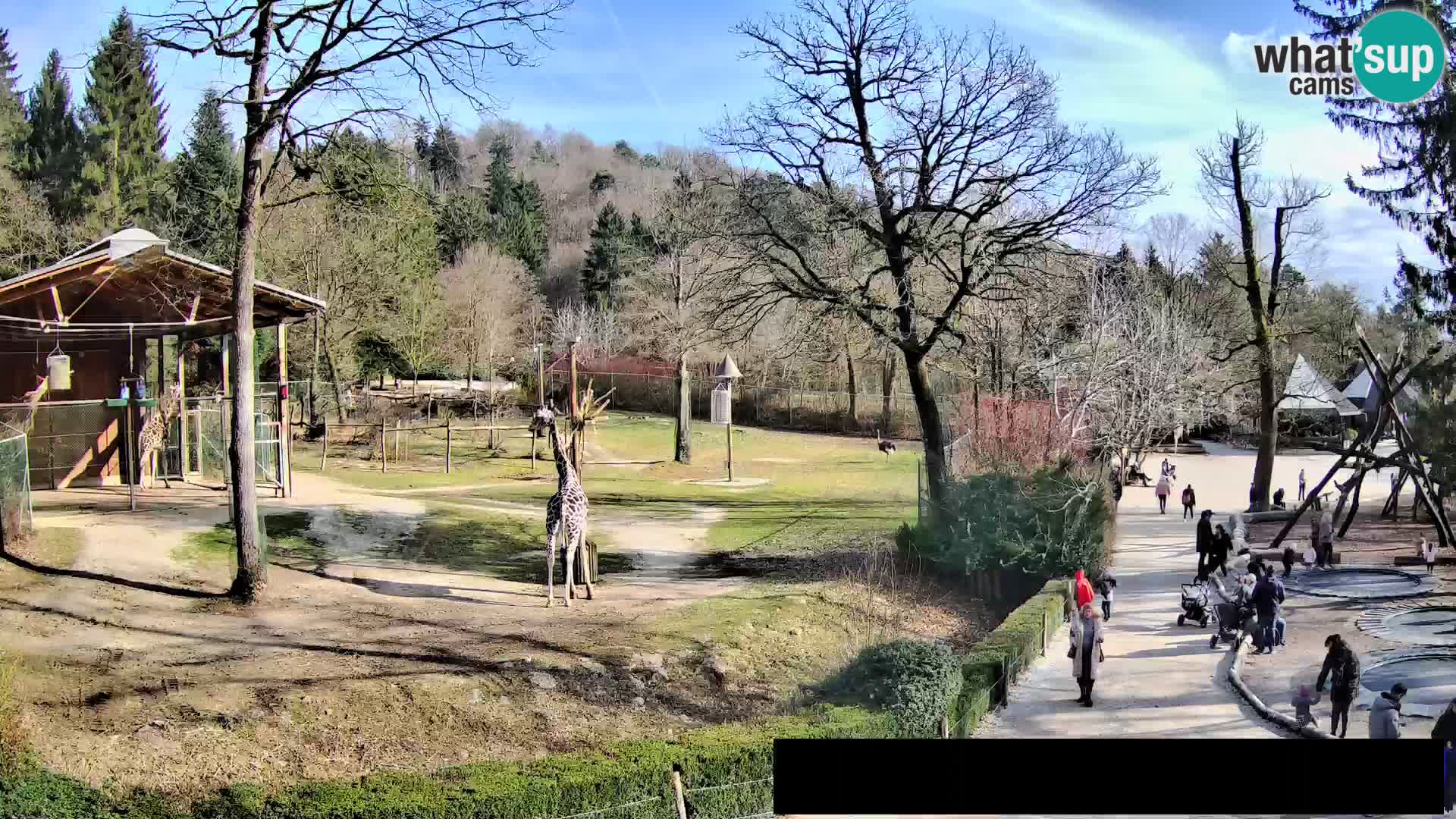 Webcam Zoo Ljubljana – Giraffes